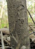 Malus mandshurica. Основание ствола (кустарник или небольшое деревце высотой до 3 м). Владивосток, Академгородок. 23 мая 2012 г.
