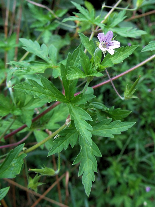 Изображение особи Geranium popovii.