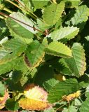 Sanguisorba officinalis