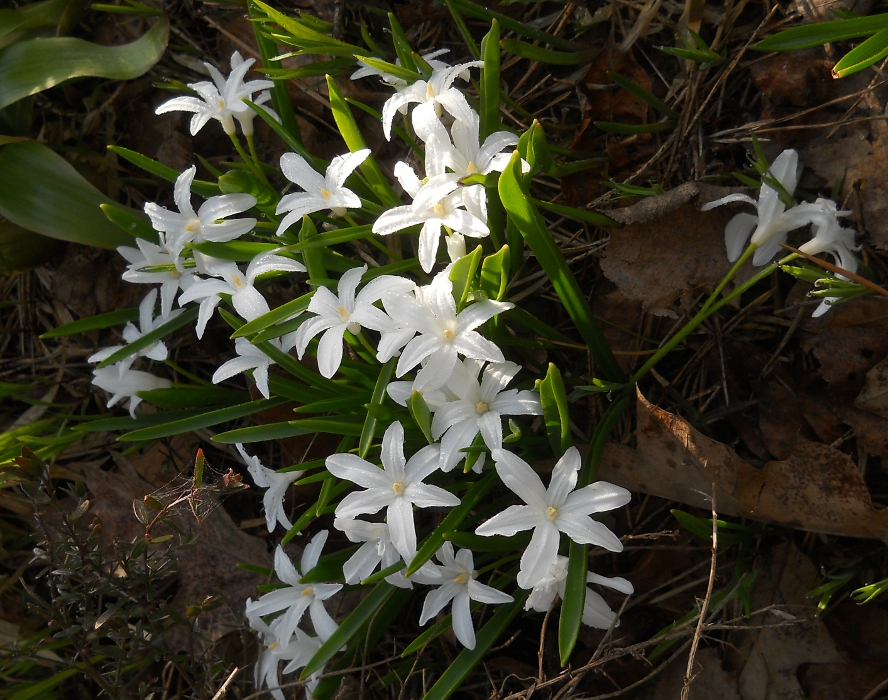 Изображение особи Chionodoxa luciliae f. alba.