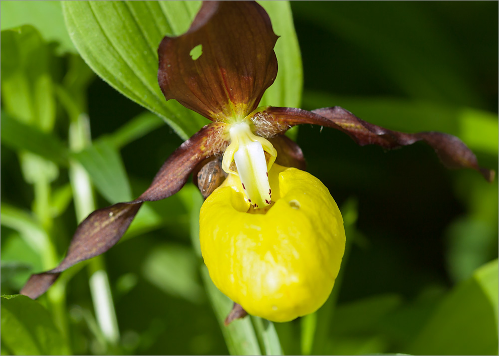 Изображение особи Cypripedium calceolus.