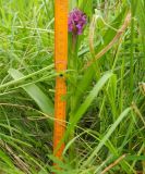 Dactylorhiza incarnata