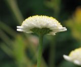 Pyrethrum parthenium. Соцветие-корзинка. Московская обл., Сергиево-Посадский р-н, обочина дороги. 18.08.2013.