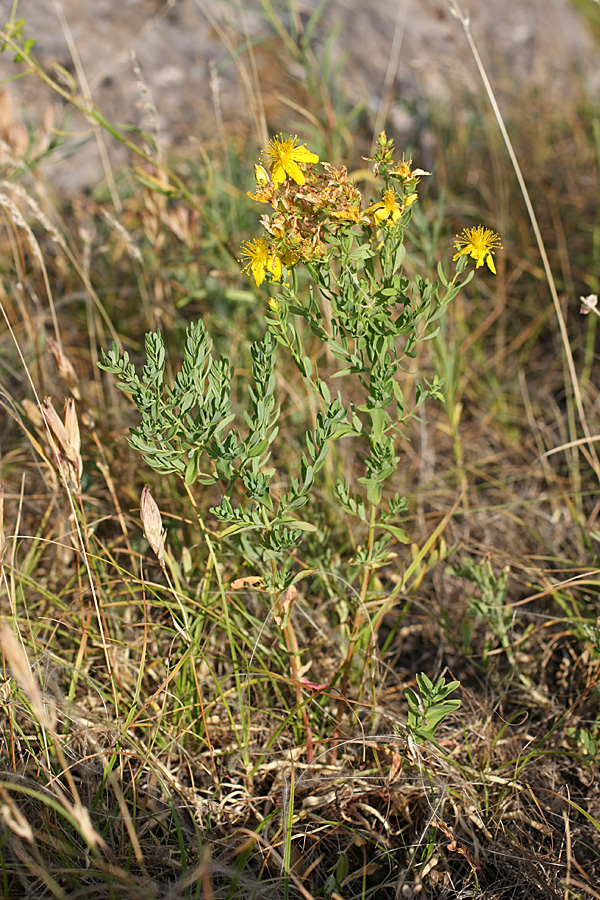 Image of Hypericum perforatum specimen.