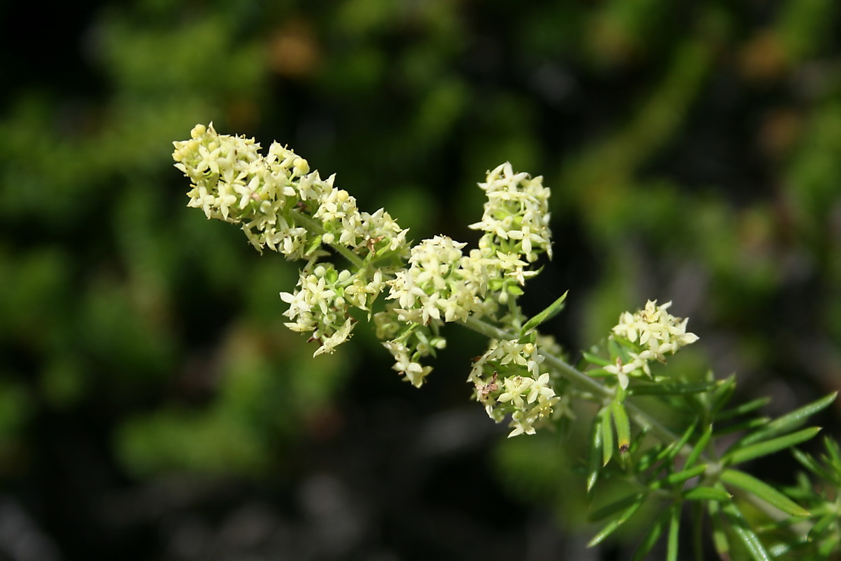 Изображение особи род Galium.