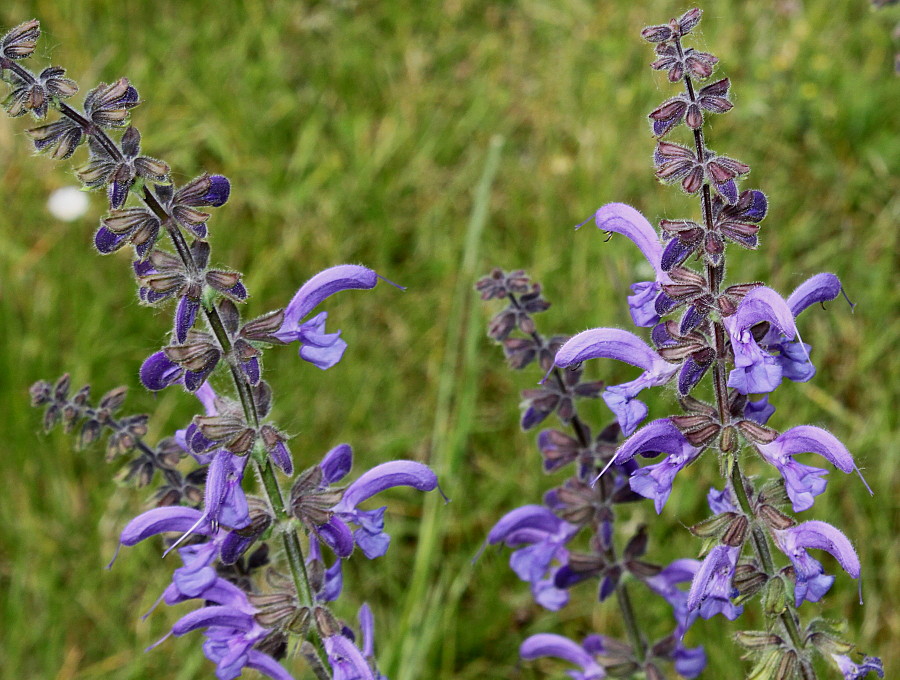 Изображение особи Salvia stepposa.