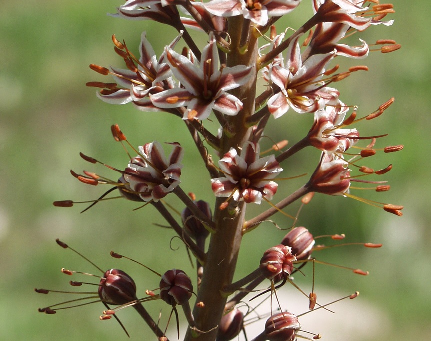 Изображение особи Eremurus regelii.