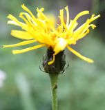 Crepis sibirica