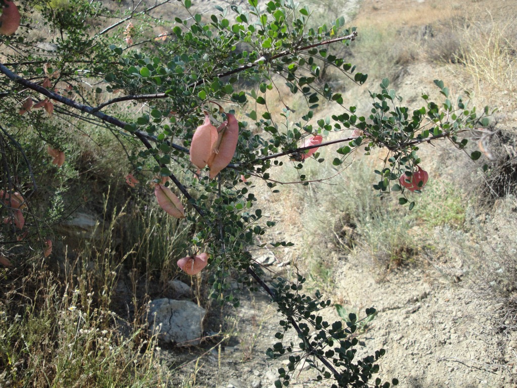 Изображение особи Colutea gracilis.