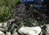 Vitex trifolia разновидность purpurea. Верхушки веточек. Израиль, Шарон, пос. Кфар Шмариягу, в культуре во дворе. 10.01.2016.