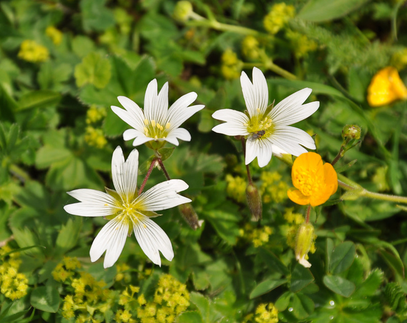 Изображение особи Cerastium purpurascens.