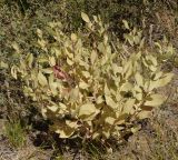 Haplophyllum latifolium