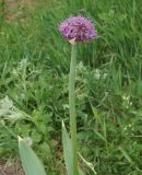 род Allium