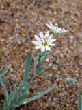 Stellaria dahurica