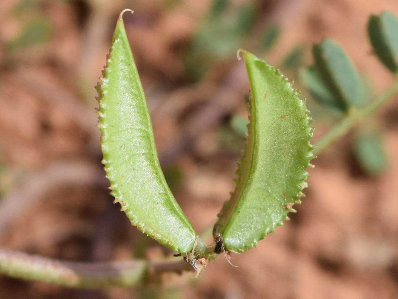 Изображение особи Astragalus vicarius.