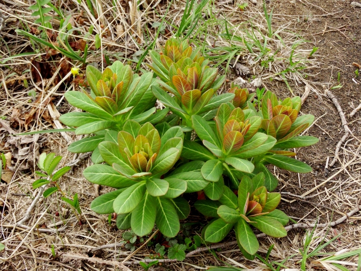 Изображение особи Euphorbia komaroviana.