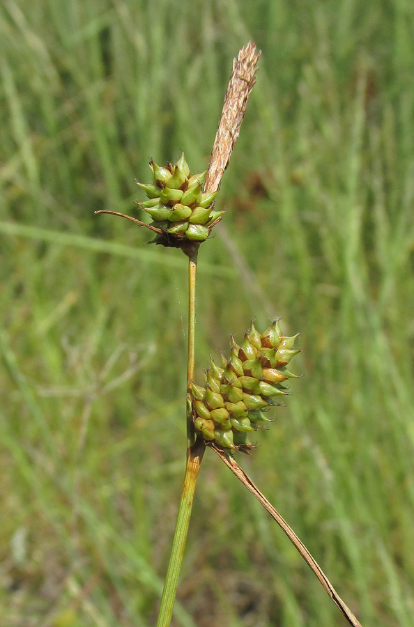 Изображение особи Carex extensa.