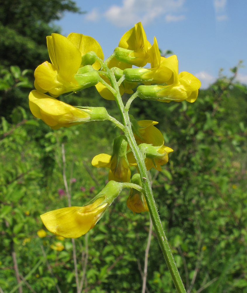 Изображение особи Lathyrus pratensis.