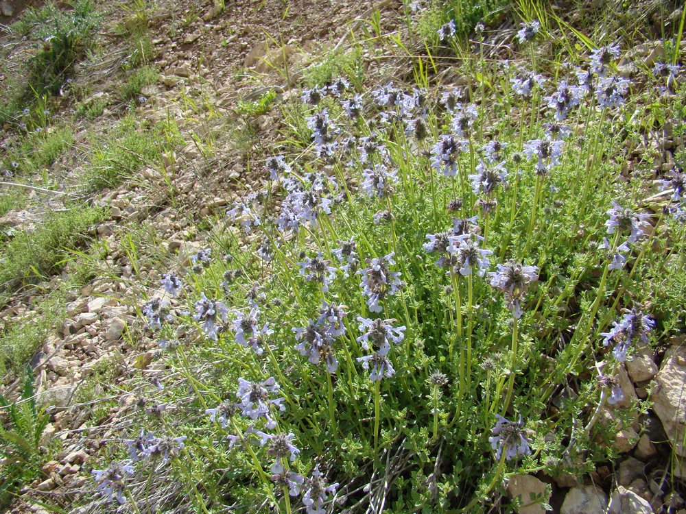 Изображение особи Nepeta narynensis.