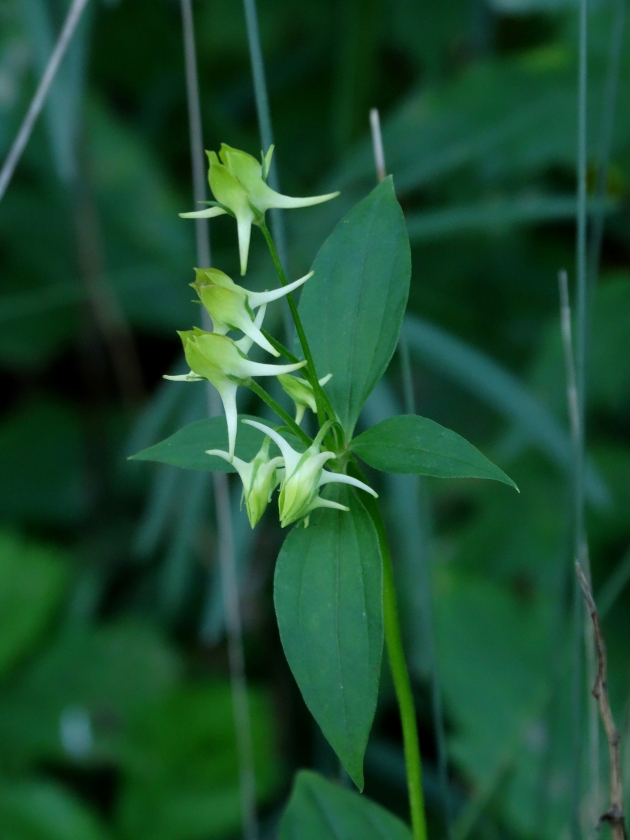 Изображение особи Halenia corniculata.