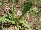 род Taraxacum. Часть плодоносящего растения. Беларусь, Минский р-н, остановочный пункт Зелёное, лужайка между лесом и частным сектором. 28.05.2016.