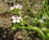 род Myosotis. Верхушка цветущего растения (розовоцветковая морфа). Ленинградская обл., Ломоносовский р-н, окр. пос. Большая Ижора, побережье Финского залива, край песчаного пляжа у приливно-отливной зоны. 02.07.2016.