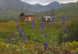 род Aconitum. Верхушки цветущих растений. Восточный Саян, хр. Большой Саян, р. Обо-гол, горная тундра. 04.08.2015.