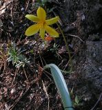 Tulipa uniflora. Цветущее растение. Республика Алтай, Чемальский р-н, окр. с. Чепош, западный склон со скальными выходами над верхней террасой р. Катунь. 6 мая 2008 г.