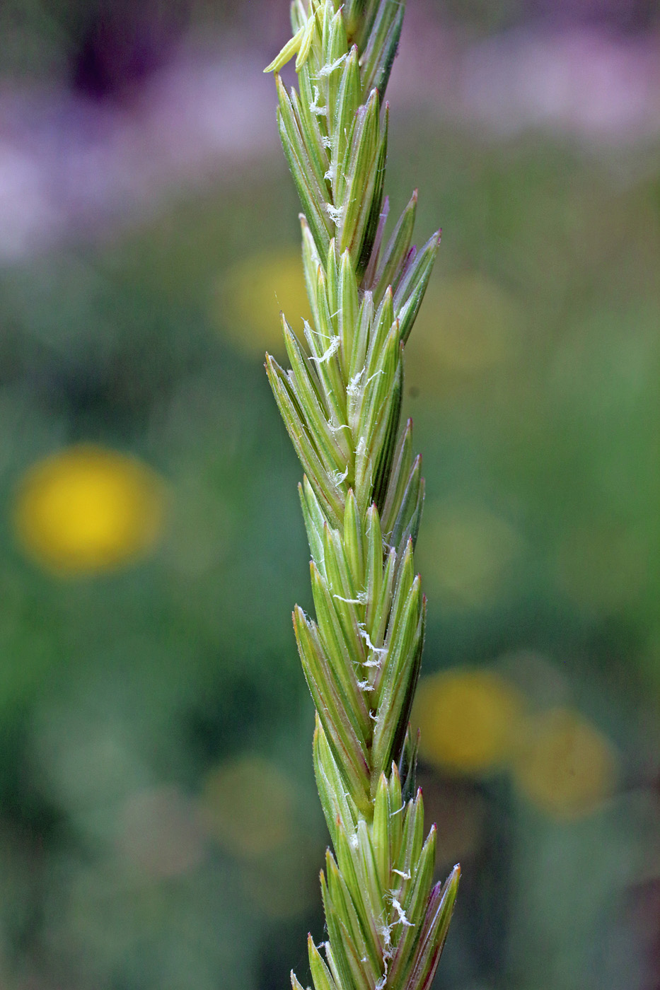 Изображение особи Elytrigia repens.