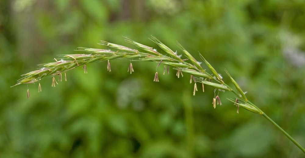 Изображение особи Elytrigia repens.