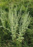 Artemisia absinthium