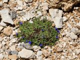 Anchusa cespitosa