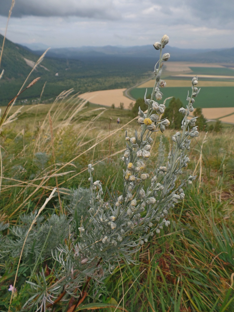 Изображение особи Artemisia sericea.