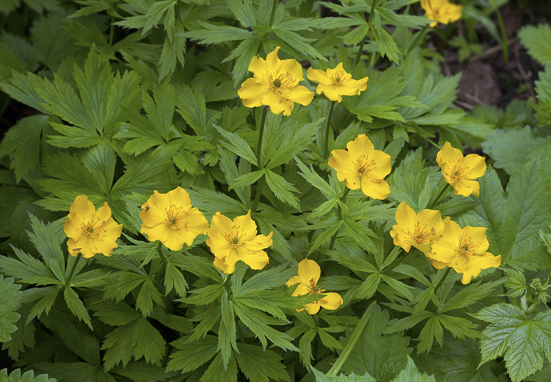 Изображение особи Trollius riederianus.