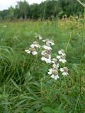 Achillea acuminata