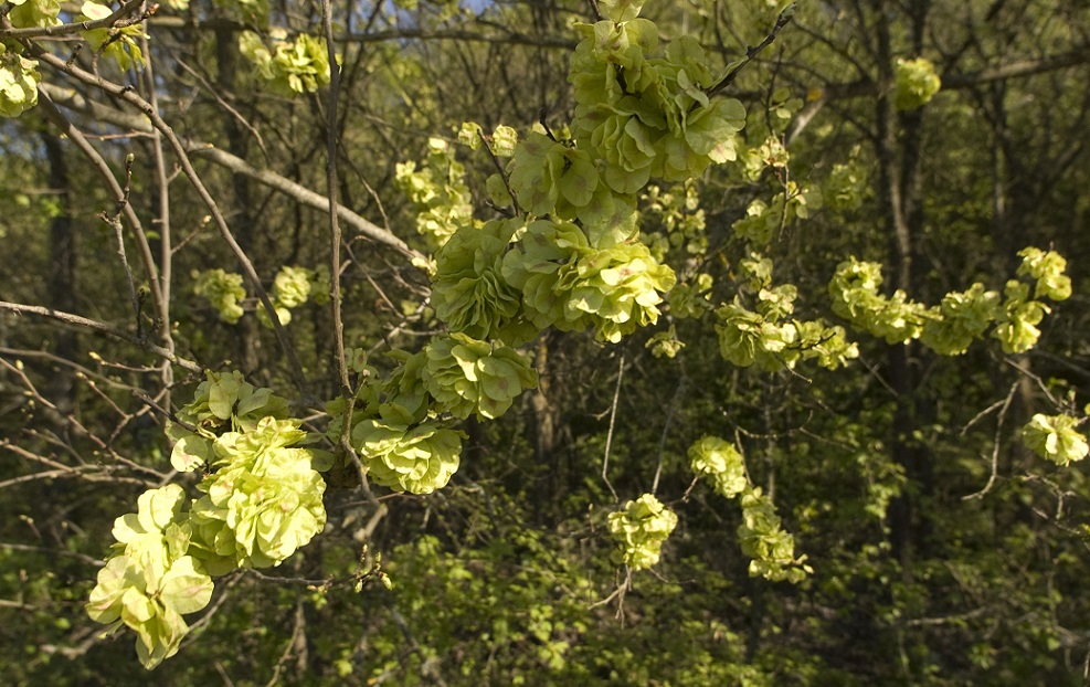 Изображение особи Ulmus minor.