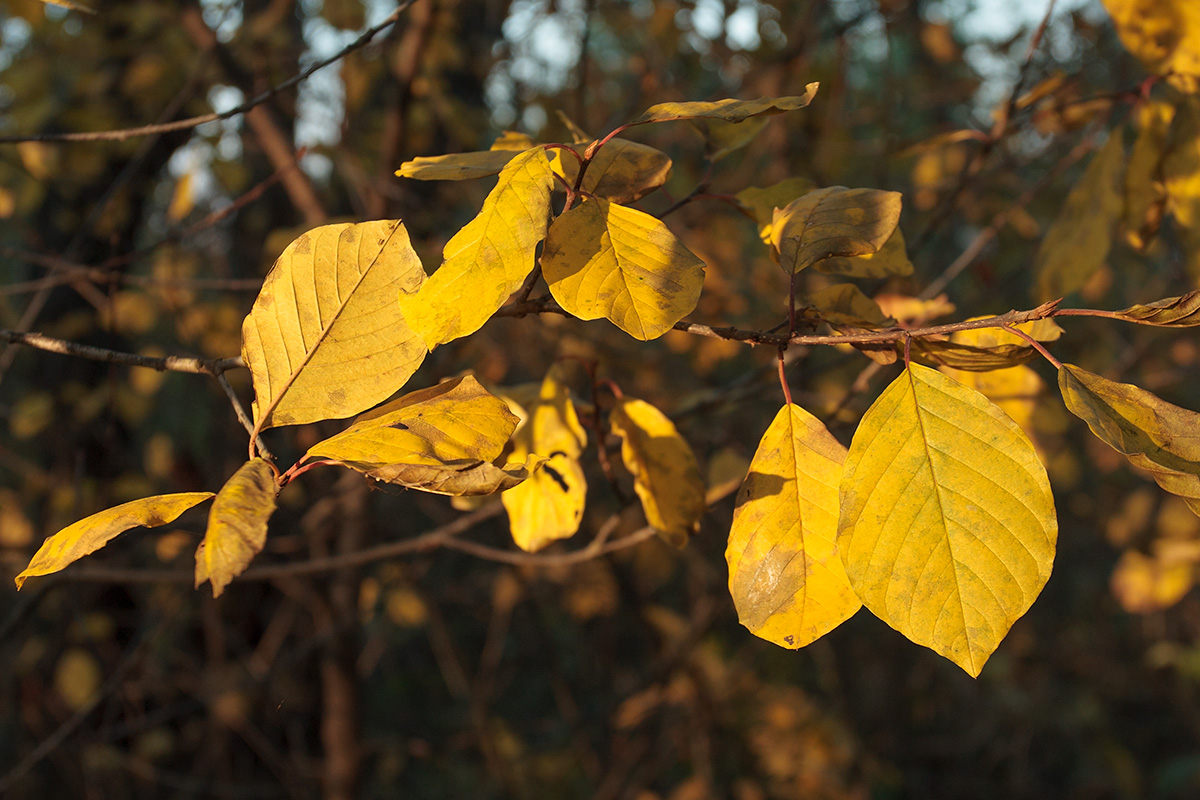 Изображение особи Frangula alnus.