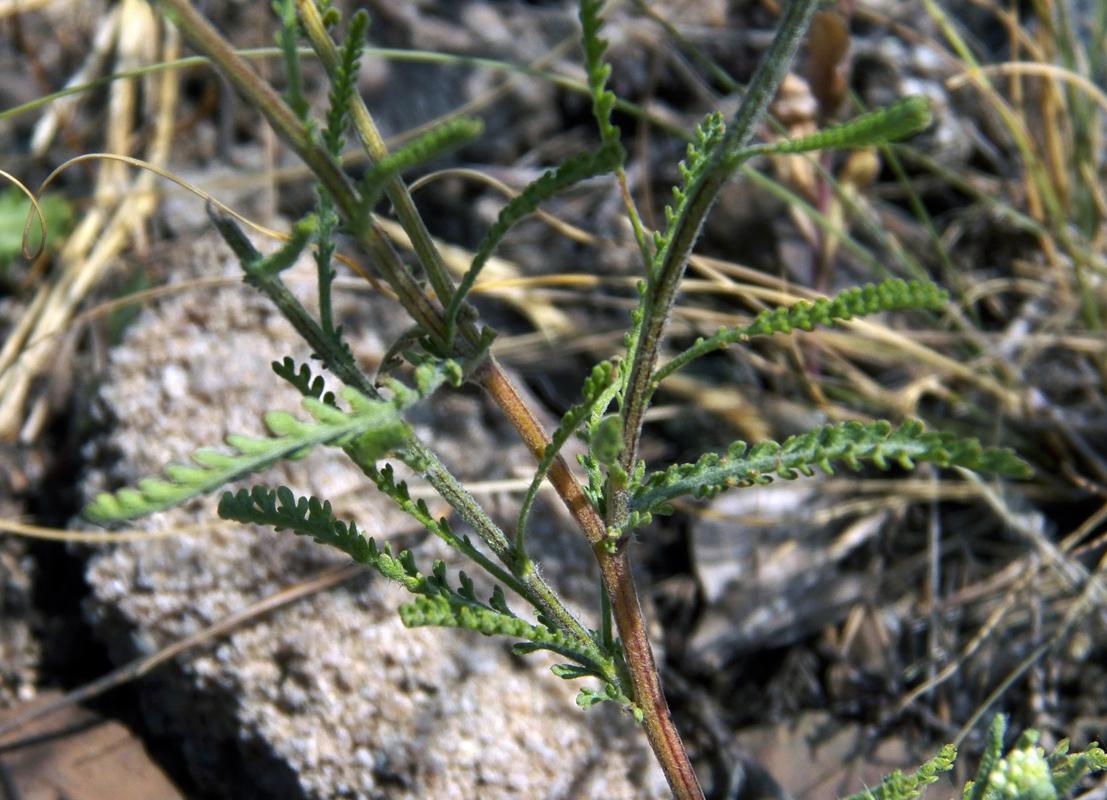 Изображение особи род Achillea.