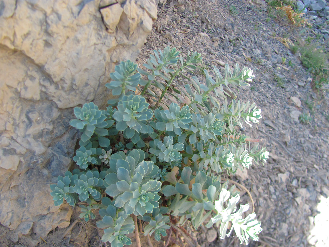 Изображение особи Euphorbia spinidens.
