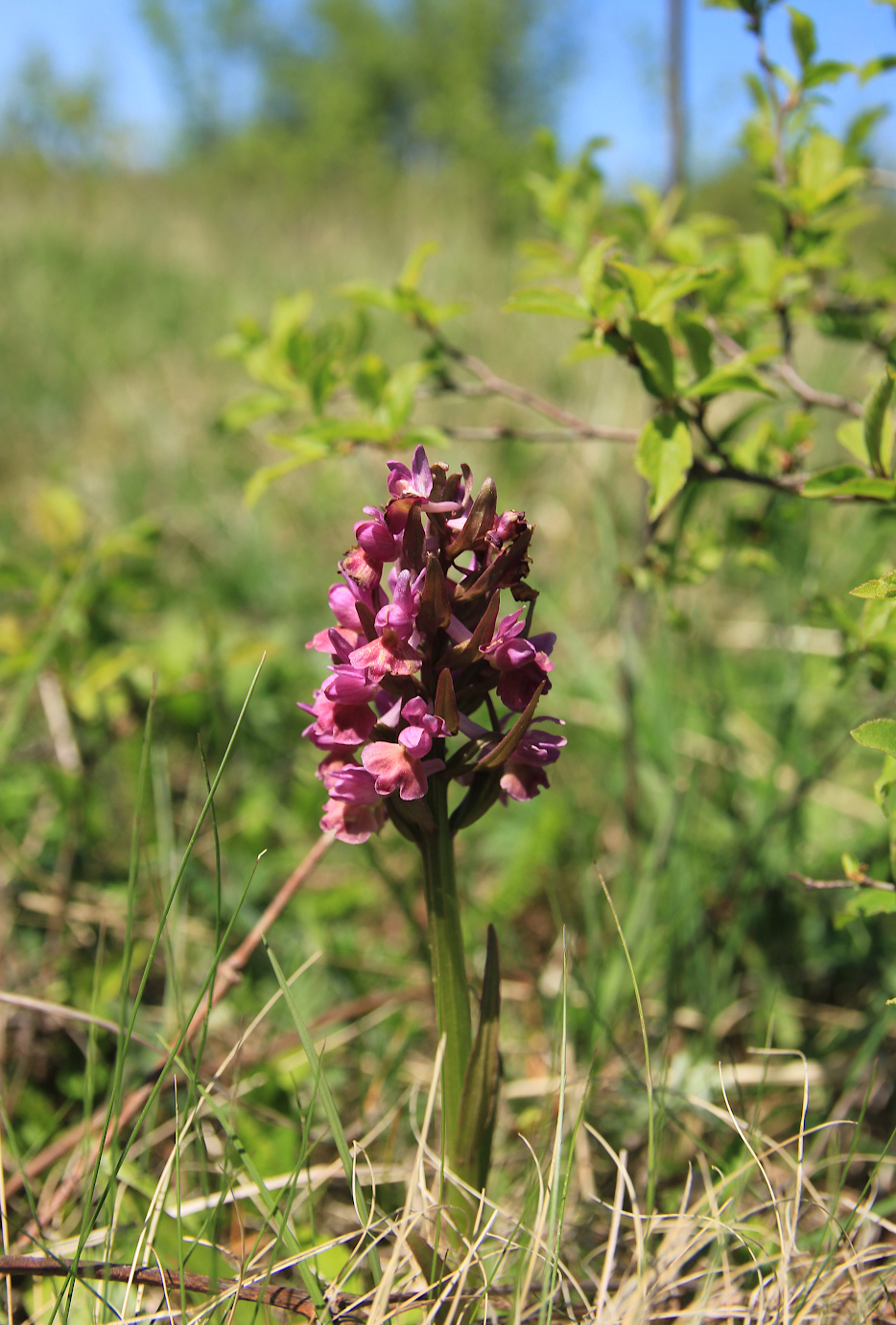 Изображение особи Dactylorhiza romana ssp. georgica.