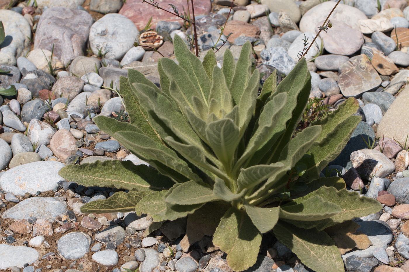 Изображение особи род Verbascum.