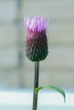 Cirsium setosum