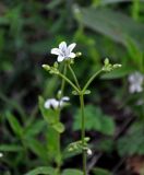 Cerastium pauciflorum. Верхушка побега с цветком и бутонами. Алтай, Улаганский р-н, окр. с. Акташ, берег Голубого (Гейзерового) озера, заросли кустарников у воды. 11.06.2019.