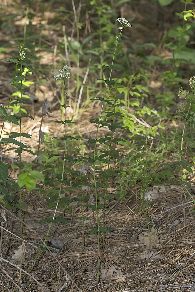 Изображение особи Galium rubioides.