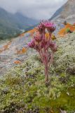 Sempervivum pumilum