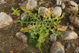 Sonchus humilis