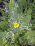 Potentilla argentea