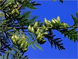 Thuja occidentalis