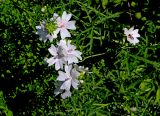 Malva moschata