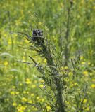 Cirsium palustre. Верхушка бутонизирующего растения. Владимирская обл., окр. г. Александров, сырой луг. 10.06.2022.